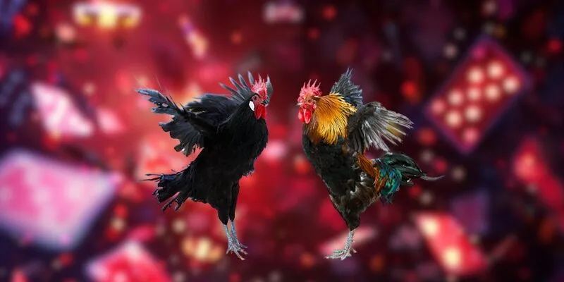 đá gà BJ88 1 da-ga-bj88-gioi-thieu